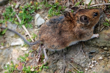 Small Mouse (201529325)