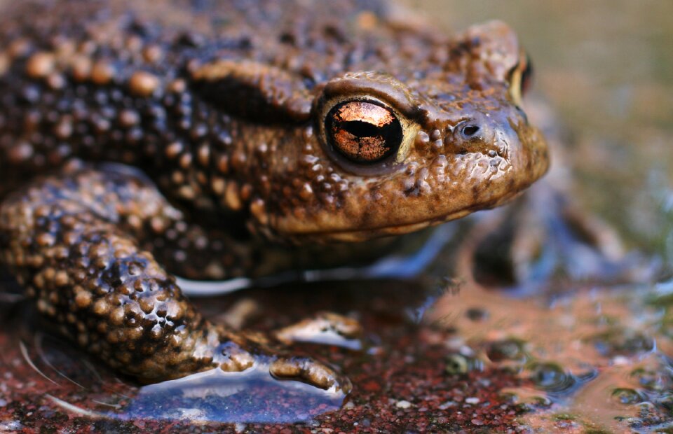Frog macro toad