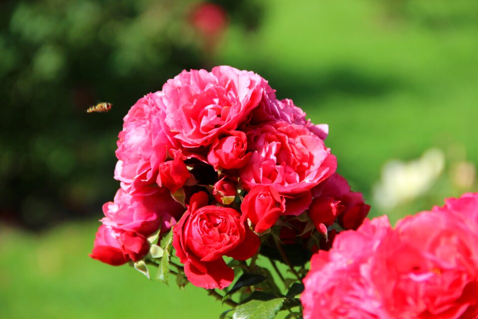 Summer flowers summer flowers