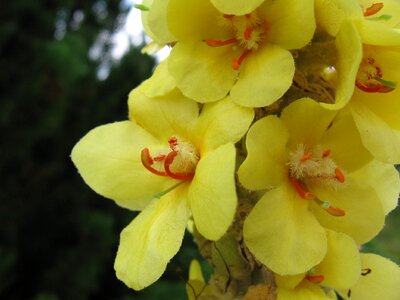 Yellow verbascum mullein photo