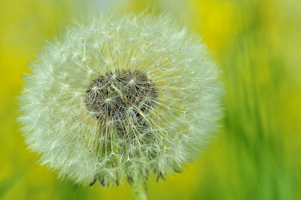Summer green flying seeds