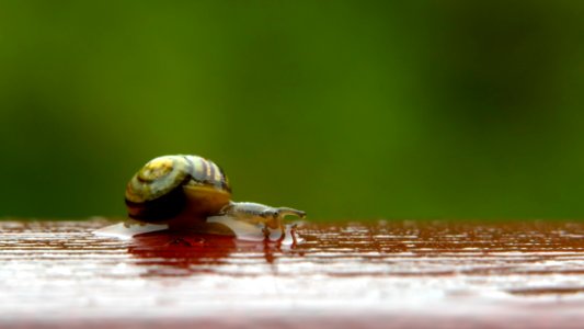 Small garden banded snail on wet handrail 2