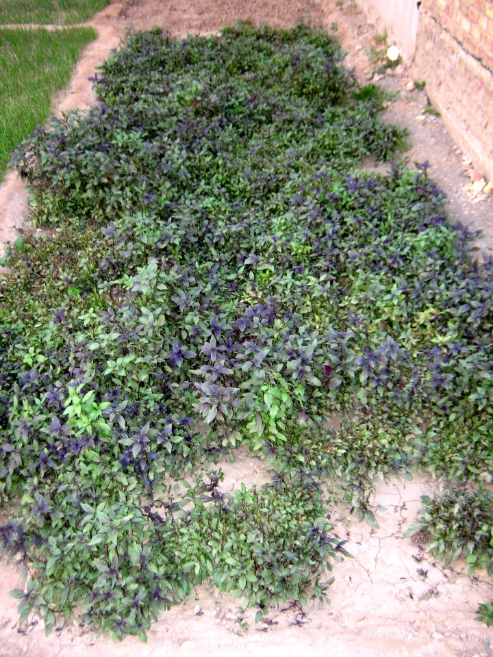 Small garden of Vegetables - Nishapur 2