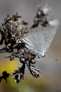 Small gray butterfly on yellow flower