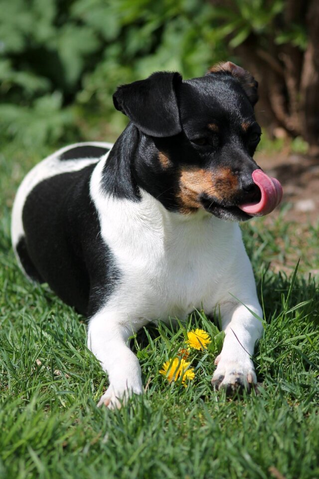 Puppy cute parson