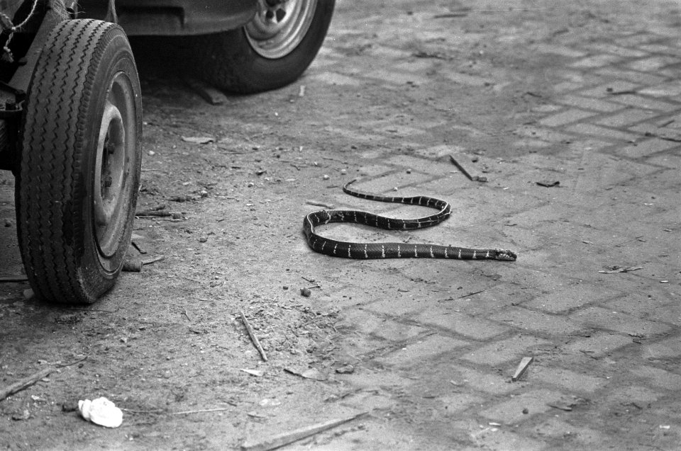 Slang (anderhalf meter) op straat op Bickerseiland, Amsterdam, Bestanddeelnr 928-4212