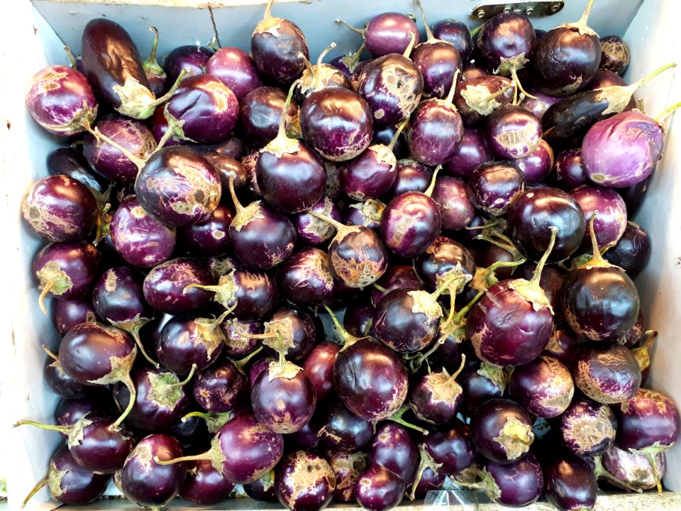 Small eggplants with scabs 2017 C