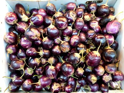 Small eggplants with scabs 2017 C