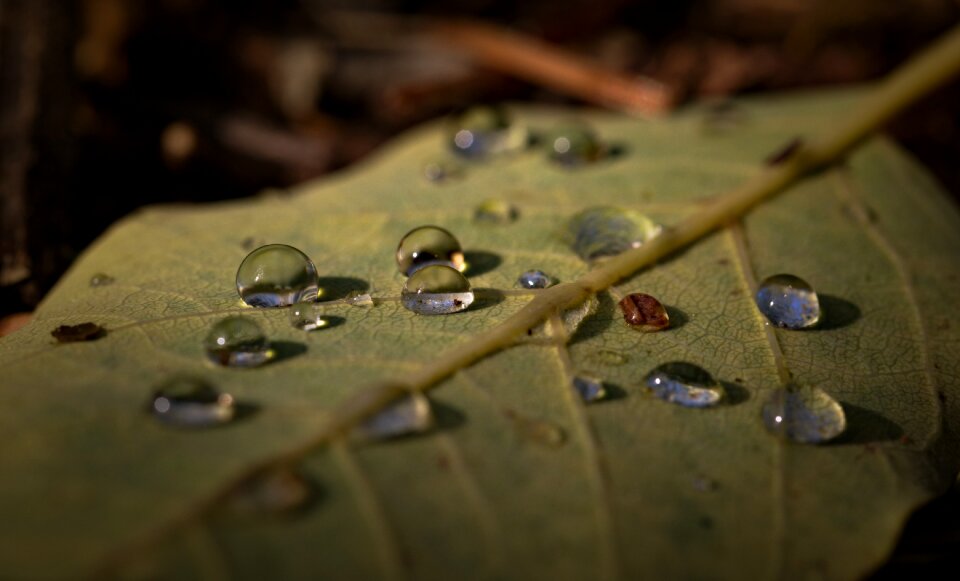 Nature shadows water drops