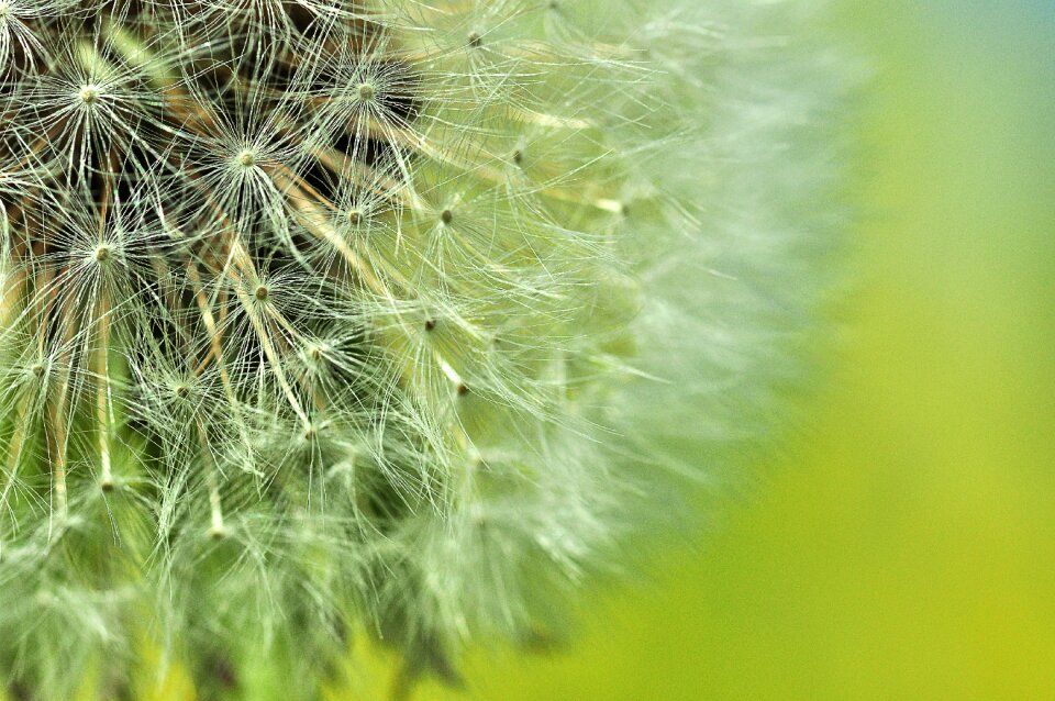 Summer green flying seeds