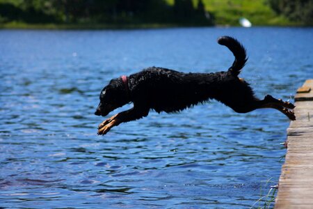 Jump jumping dog photo