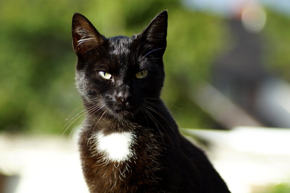 Animal pet black cat photo