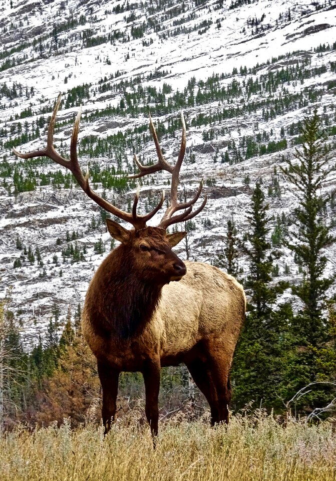 Male wilderness wildlife