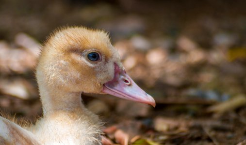 Small Duck in Margarita Island