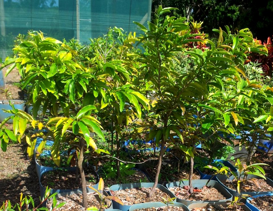 Small Diospyros tesselaria in cultivation - Ebony Mauritius 4