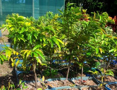 Small Diospyros tesselaria in cultivation - Ebony Mauritius 4