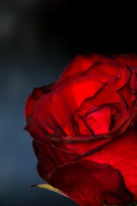 Blood red flower accessory photo