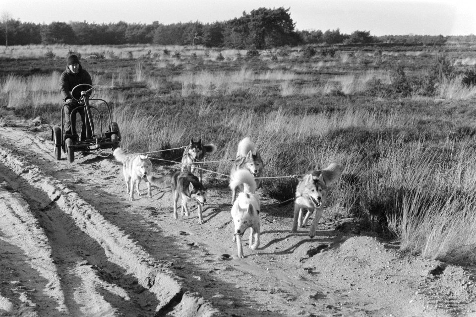 Slede honden op de hei bij Nunspeet (zonder sneeuw), Bestanddeelnr 934-1859