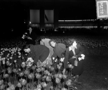 Sluiting Florabloemententoonstelling. Gratis bloemen plukken, Bestanddeelnr 905-7326
