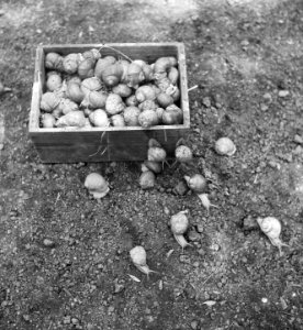 Slakkenfarm te Valkenburg, Bestanddeelnr 904-0069