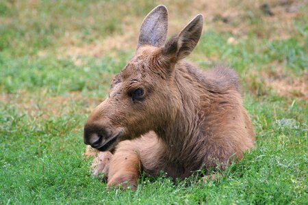 Elk calf moose game