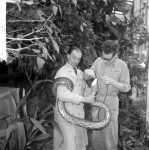 Slang door oppasser gevoed in Artis, een 20 kg wegende python, Bestanddeelnr 916-2809