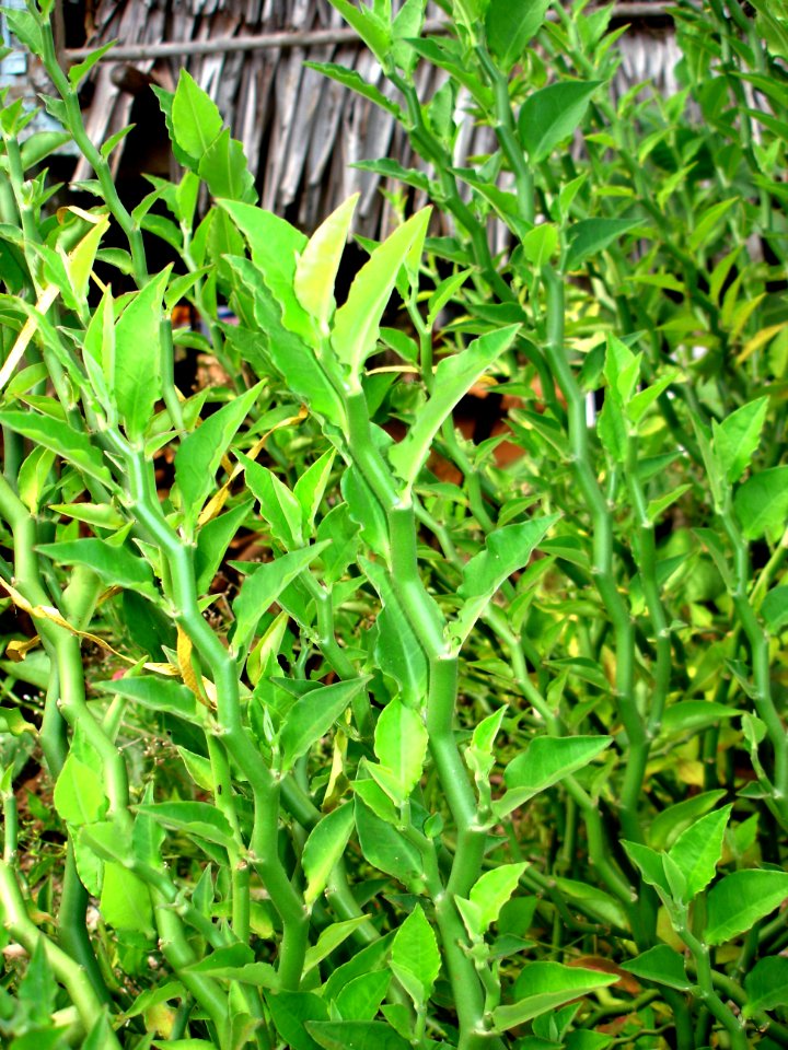Slipper spurge (Euphorbia tithymaloides)