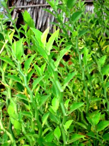 Slipper spurge (Euphorbia tithymaloides)