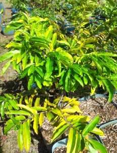 Small Diospyros tesselaria in cultivation - Ebony Mauritius 7