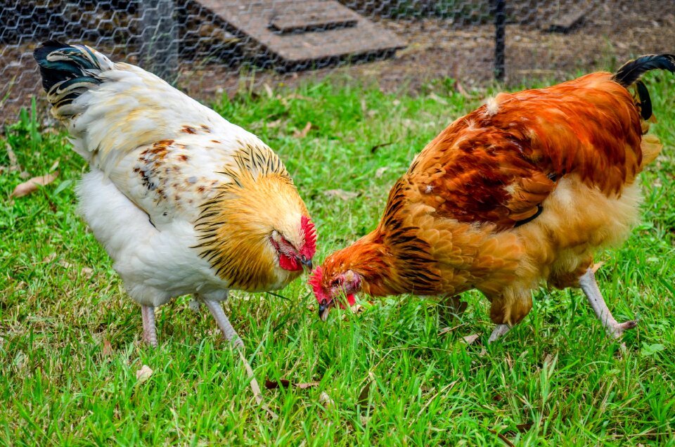 Farm poultry livestock