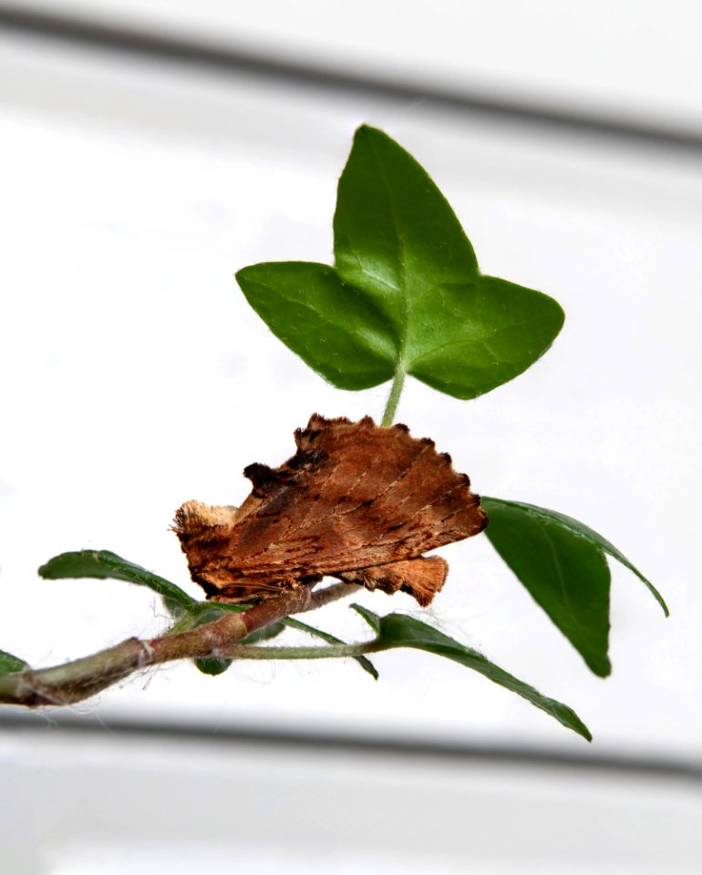 Small lappet moth on ivy 2