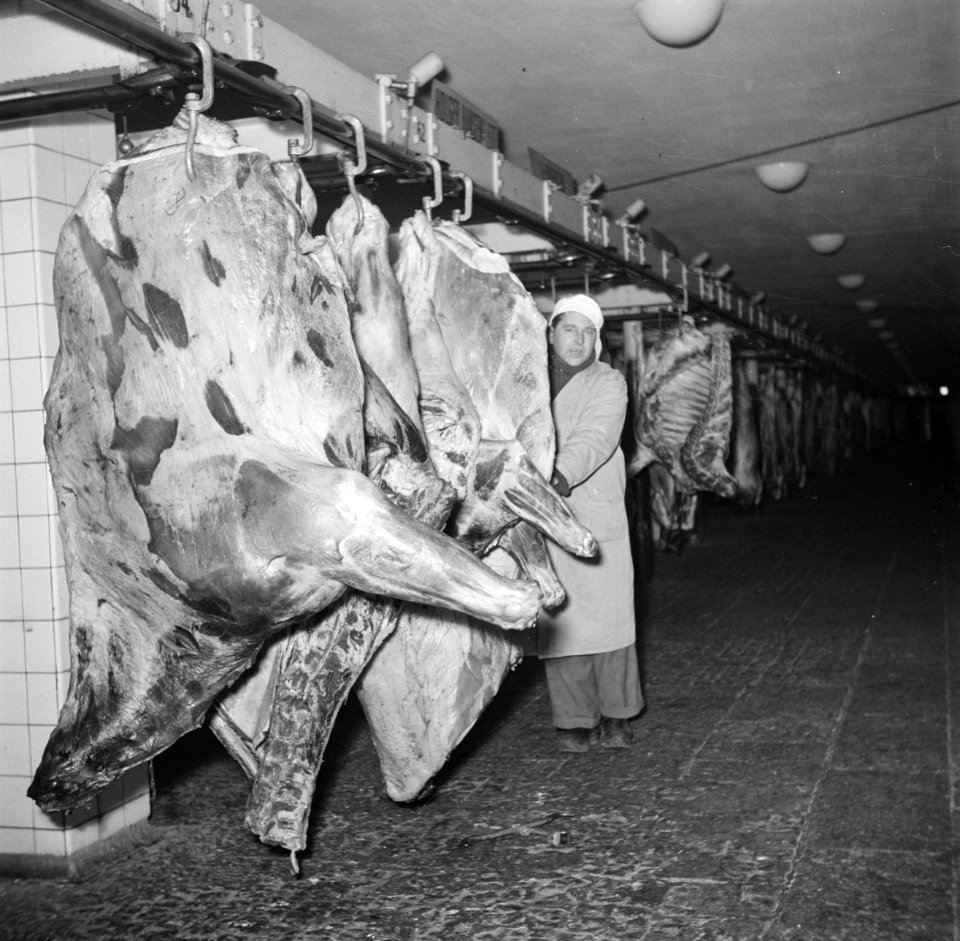 Slager bij de slachtlijn van de vleeshallen in het deel waar varkens geslacht en, Bestanddeelnr 252-9060
