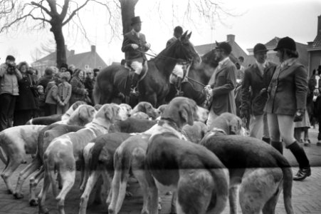 Slipjacht van St Hubertus (paardensport) in bossen Udenhout, honden voor begin , Bestanddeelnr 925-1614