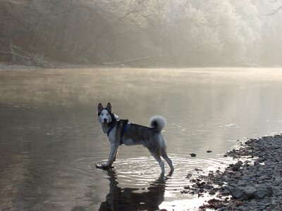 Siberian husky blue eye landscape photo