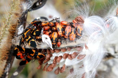 Small milkweed bug photo