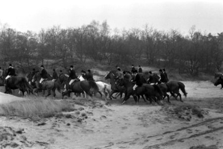 Slipjacht van St Hubertus (paardensport) in bossen Udenhout, honden voor begin , Bestanddeelnr 925-1616