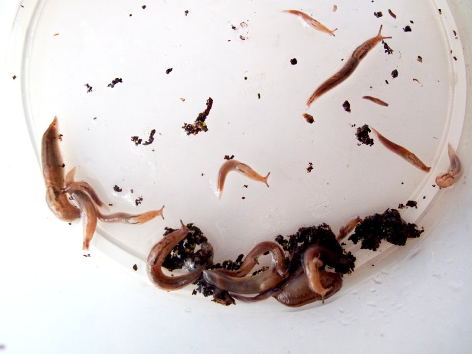 Slugs found in lettuce