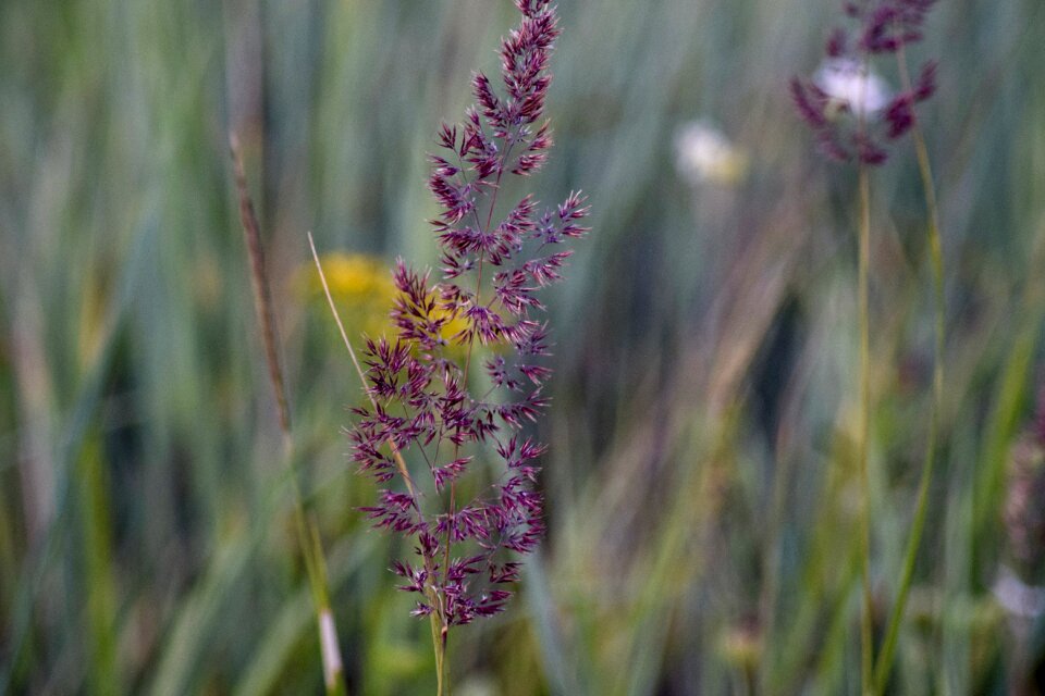 Dune grass purple plant photo