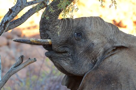 Africa namibia african bush elephant photo
