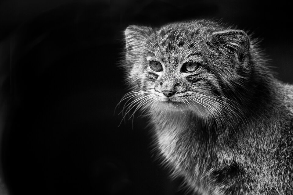 Animals nature animal