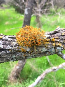 Slender Orange Bush Waco TX