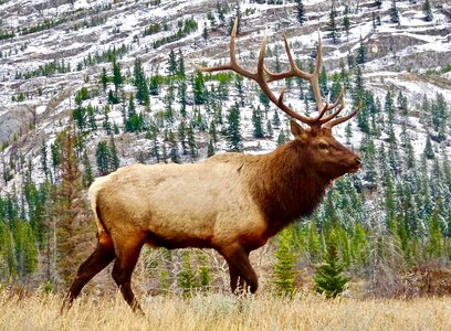 Wildlife antlers wild photo