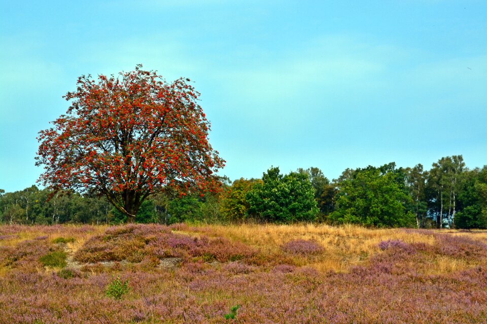 Lüneburg heath nature reserve bench