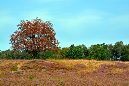 Lüneburg heath nature reserve bench