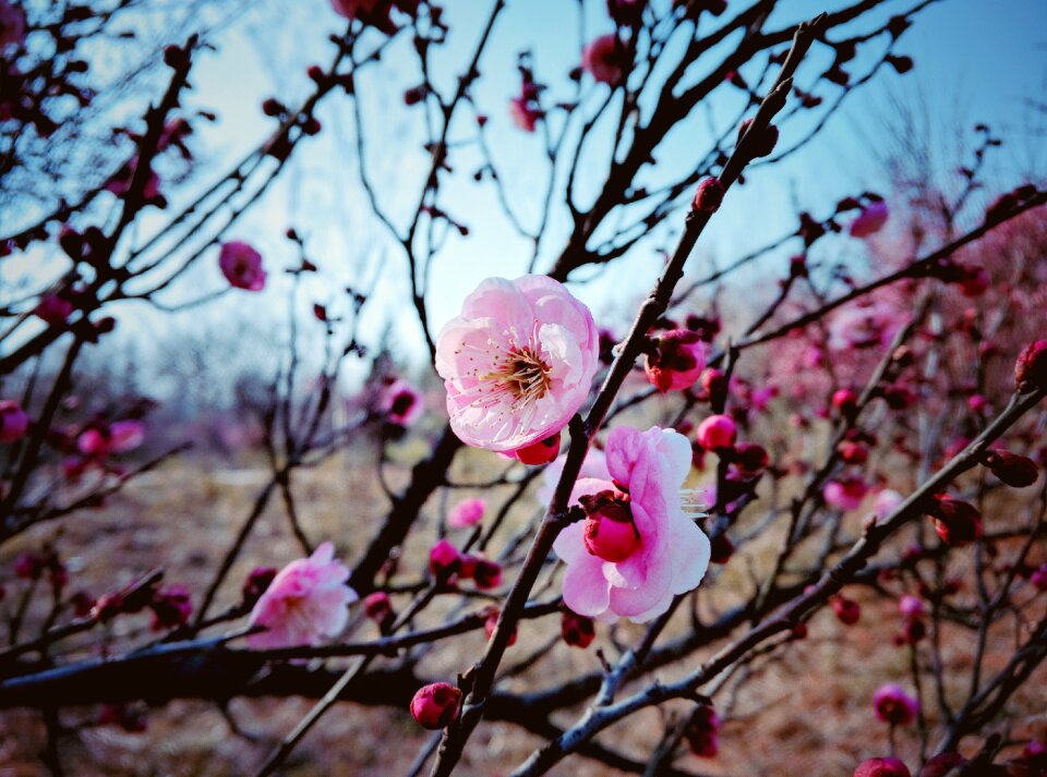 Chuzhou plum blossom woods