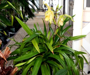 Slipper Orchid foliage