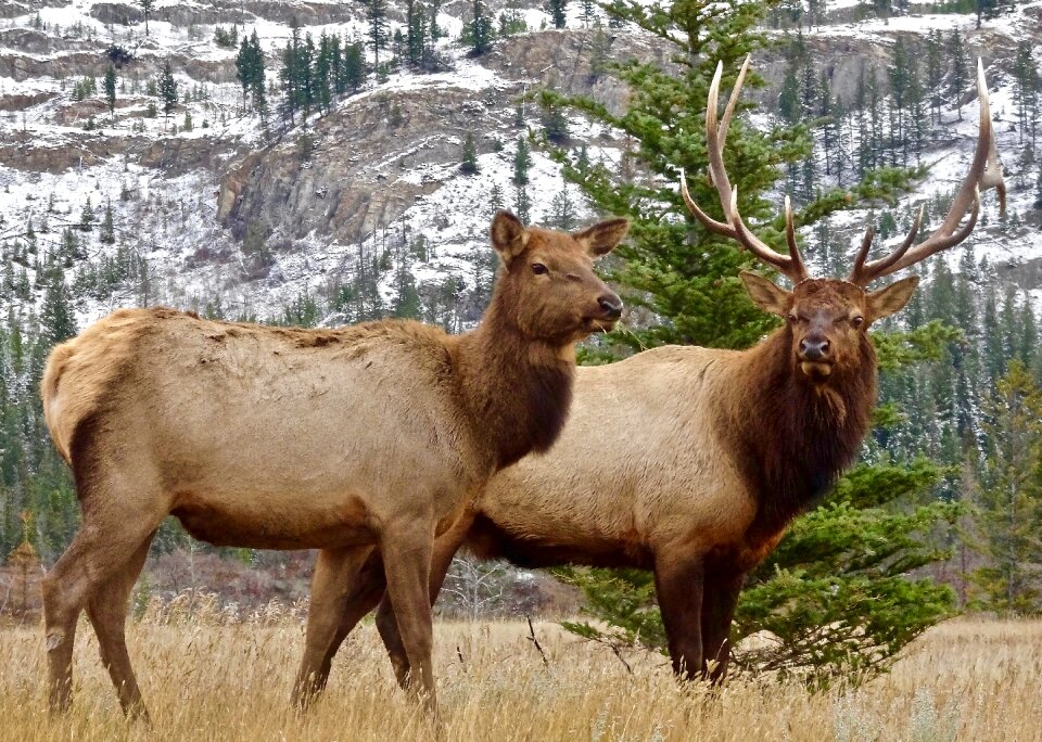 Male wilderness wildlife