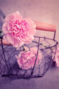 Carnation pink petals cut flowers photo