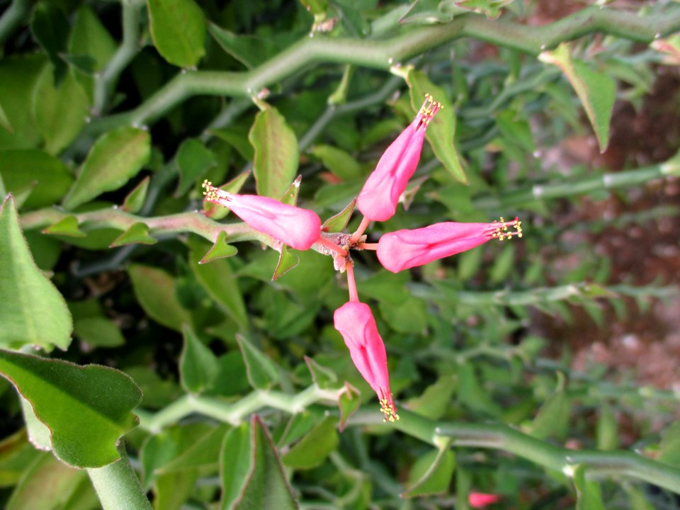 Slipper spurge (Euphorbia tithymaloides) flowers