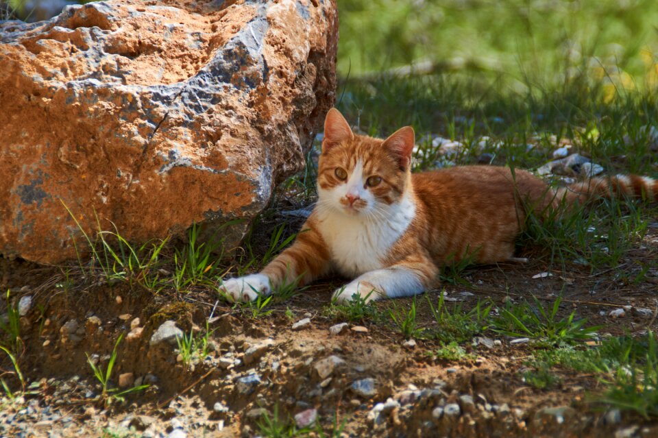 Brown cat sunny cat and stone